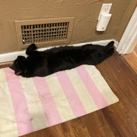 Funny Cat Photos! - Picture 3 of 15